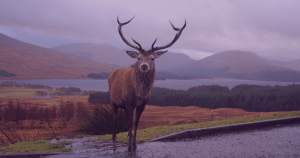 Chef Jobs In Scotland