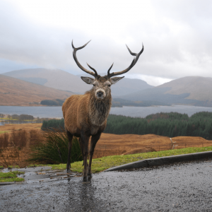 Chef Jobs in Scotland