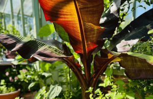 Homegrown Hospitality: Large leafy plant in a greenhouse