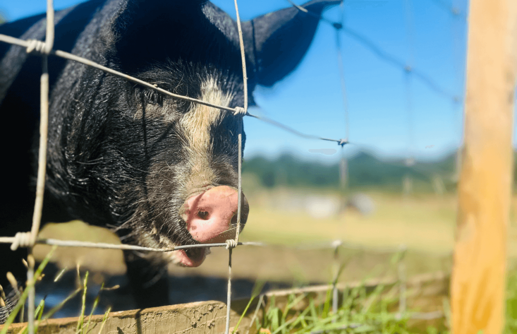 Close up of a pig behind wire fencing