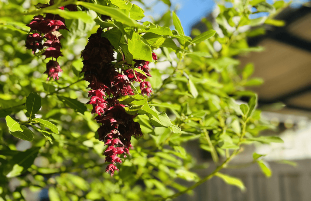 Pythouse Kitchen Garden sustainability